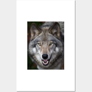 Timber Wolf Posters and Art